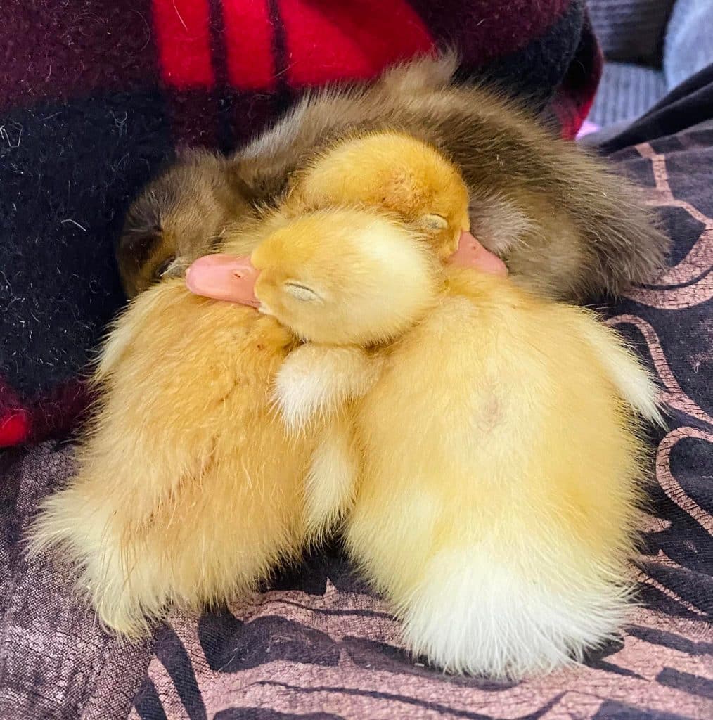 sleeping ducklings