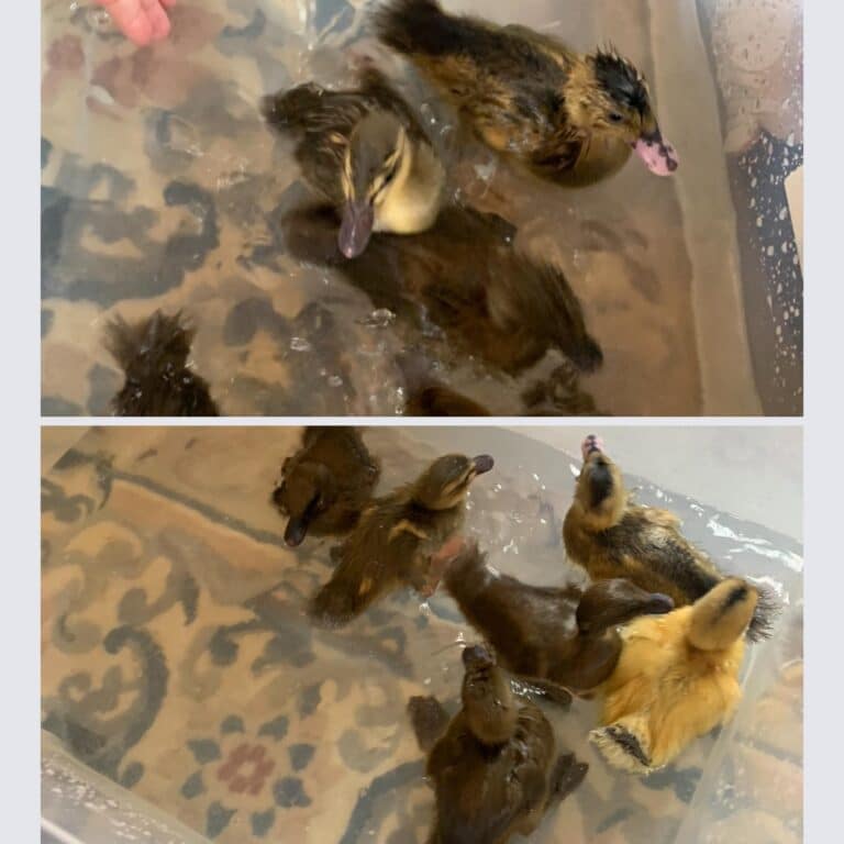 from eggs to ducklings!